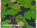 盆栽荷花养殖要注意哪些事项？