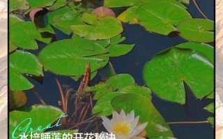 盆栽荷花养殖要注意哪些事项？