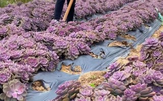 云南多肉大棚批发哪里好？价格实惠吗？