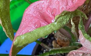 多肉喷雾能直接喷叶面吗？