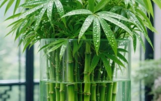 水培植物放家里好不好