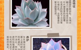 冬天多肉通风重要还是光照更重要？