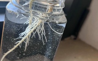 水培花放维C能促生根吗？
