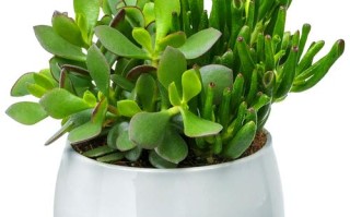 多肉真能净化空气吗？