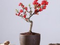 红宝石海棠盆栽怎么养才好？
