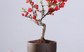 红宝石海棠盆栽怎么养才好？
