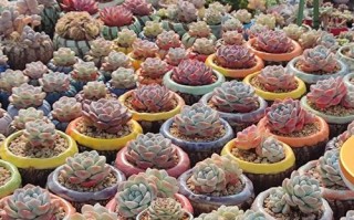 多肉室内外养法有何不同？