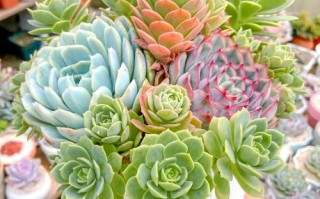多肉植物哪种容易爆盆