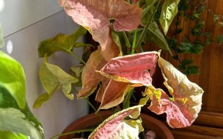 水培合果芋叶子蔫了怎么办？