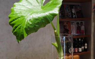 滴水观音用啥盆栽好呢