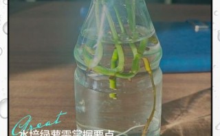 水培绿萝如何用摆杆让它向上爬？