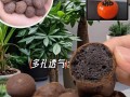 盆栽陶粒怎么用？铺底还是拌土？