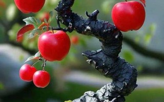 年前适合种哪些盆栽水果？