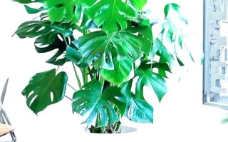 洞洞龟背竹土养水培哪个好？