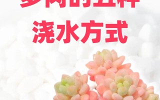 秀妍多肉冬天浇水怎么掌握？