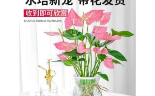 水培粉掌如何才能多开花？