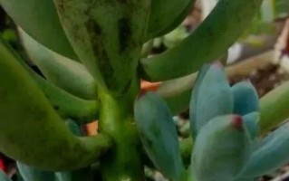 多肉叶子变软发黄怎么办？