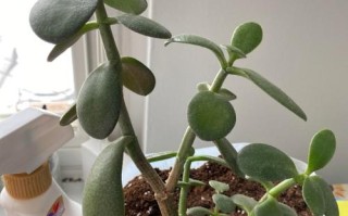 玉露叶子变软干瘪怎么办？