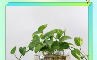 绿萝水培怎么配基质？