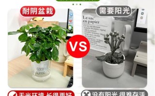 水培不见阳光的花有哪些？