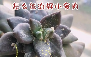 多肉土里白色虫子是什么？怎么除？