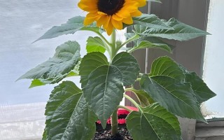 室内盆栽浇水日照，怎么才合适？