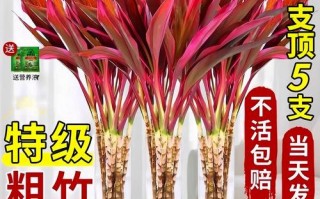 红色富贵竹水培怎么养？