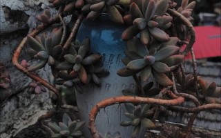 多肉美人叶片如何养得饱满？