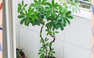 鸭脚木水培怎么养才能活？