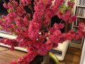 盆栽开花真能招桃花吗？
