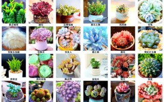 哪些花属于多肉花卉？