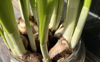 水培水仙花总出问题怎么办？