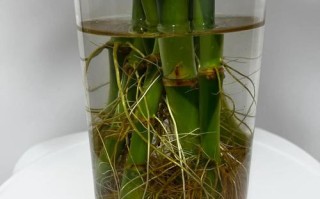 富贵竹水培能直接扦插吗？