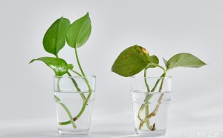 水培绿萝发臭了怎么办？