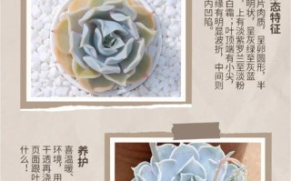 多肉 丽娜莲如何繁殖