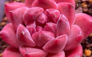 夏天多肉罗宾怎么养护？