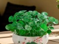 水培铜钱草怎么快速长爆盆？
