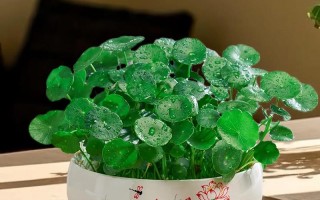 水培铜钱草怎么快速长爆盆？