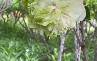 多肉绿牡丹到底会不会开花？