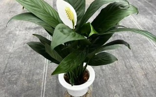 水培一帆风顺为何突然枯萎死亡？