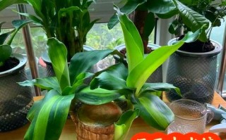 水培巴西木冬天能发芽吗？