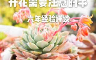 多肉开花授粉，具体步骤是什么？