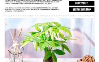 发财树水培烂根怎么办？