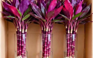 水培紫竹客厅养可行吗？