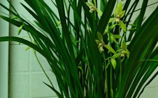 盆栽幽兰花有何独特魅力与养护技巧？