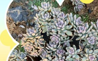 冬美人多肉怎么养才爆盆？