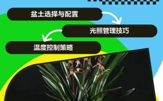 盆栽墨兰冬季养护要注意什么？