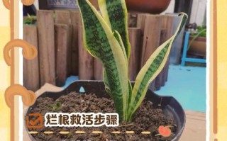 虎尾兰烂根后还能水培吗？