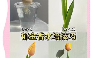 郁金香水培开花后，球茎还能再开花吗？