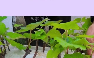 盆栽葡萄怎么浇水才正确？